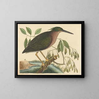 Le petit butor - Mark Catesby — gerahmtes Bild an der Wand