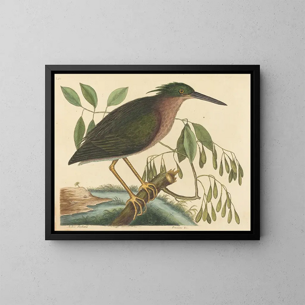 Le petit butor - Mark Catesby — gerahmtes Bild an der Wand