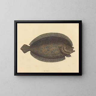 Le sole Pleuronectes lunatus - Mark Catesby — gerahmtes Bild an der Wand