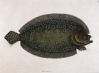 La sole lunée - Mark Catesby — Ansicht des Kunstwerks