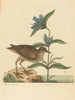 Le Soree Rallus virginianus - Mark Catesby — Ansicht des Kunstwerks
