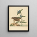 Le Soree Rallus virginianus - Mark Catesby — gerahmtes Bild an der Wand
