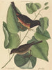 Le Towhe (Fringilla erythrophthalma) - Mark Catesby — Ansicht des Kunstwerks