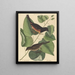 Le Towhe (Fringilla erythrophthalma) - Mark Catesby — gerahmtes Bild an der Wand