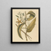 La Vanille Epidendrum vanelloe - Mark Catesby — gerahmtes Bild an der Wand