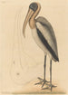 Der Pelikan der Wald Tantalus Loculator - Mark Catesby — Ansicht des Kunstwerks
