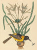 L'Oriolus icterus jaune et noir - Mark Catesby — Ansicht des Kunstwerks