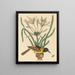 L'Oriolus icterus jaune et noir - Mark Catesby — gerahmtes Bild an der Wand