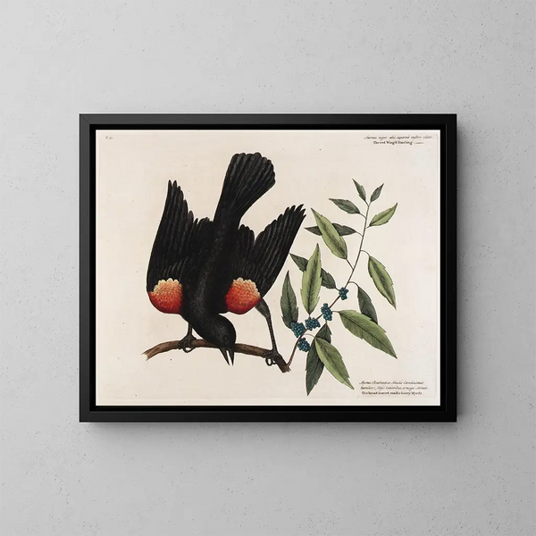 Der Amsel mit roten Flügeln, des Lorbeerstrauchs mit breiten Blättern und der Beerenkerze - Mark Catesby — gerahmtes Bild an der Wand