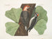 Der Rotbauch-Pick, der Haarige Specht, die Schwarze Eiche - Mark Catesby — Ansicht des Kunstwerks
