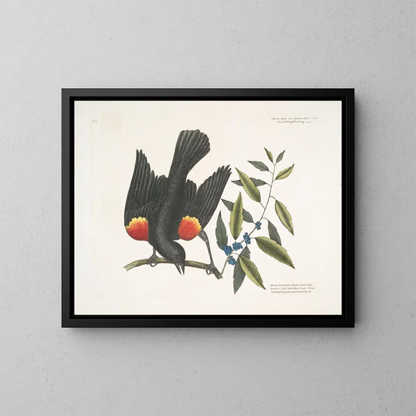 Der Amsel mit roten Flügeln, der Myrte mit Trauben - Mark Catesby — gerahmtes Bild an der Wand