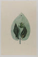Rainette - Mark Catesby — Ansicht des Kunstwerks