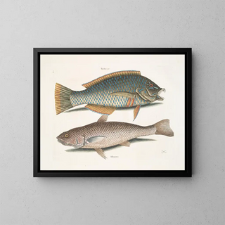 Mark Catesby - Turdus c The PuddingWife Alburnus Americanus The Carolina Whiting.webp
