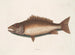 Le merlu de mangrove - Mark Catesby — Ansicht des Kunstwerks