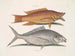 Gelber Meise - Mark Catesby — Ansicht des Kunstwerks