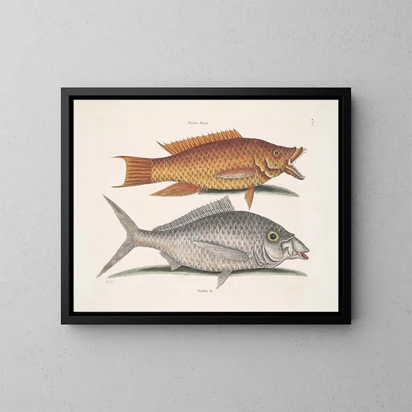 Gelber Meise - Mark Catesby — gerahmtes Bild an der Wand