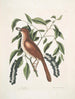 Turdus ruffus La Thruth couleur renard Ceraso similis arbuscula c Les grappes Cerisier noir - Mark Catesby — Ansicht des Kunstwerks