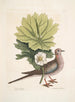 Turtur caroliniensis, die Caroline-Schildkröte, anapodophyllon canadense, der May-Apple - Mark Catesby — Ansicht des Kunstwerks
