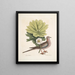 Turtur caroliniensis, die Caroline-Schildkröte, anapodophyllon canadense, der May-Apple - Mark Catesby — gerahmtes Bild an der Wand