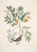 Turtur minimus guttatus Die Erdkolombe Zanthoxylum spinosum Lentisci foliis c Der Baum des Schmerzes oder Zahnschmerzes - Mark Catesby — Ansicht des Kunstwerks