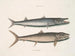 Umbla mineure c. Barracuda vulpis bahamensis - Mark Catesby — Ansicht des Kunstwerks