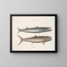Umbla mineure c. Barracuda vulpis bahamensis - Mark Catesby — gerahmtes Bild an der Wand