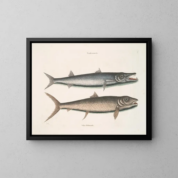Umbla mineure c. Barracuda vulpis bahamensis - Mark Catesby — gerahmtes Bild an der Wand