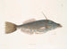 Fisch Einhorn der Bahamas Die Form eines Zahns - Mark Catesby — Ansicht des Kunstwerks