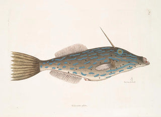 Fisch Einhorn der Bahamas Die Form eines Zahns - Mark Catesby — Ansicht des Kunstwerks