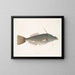 Fisch Einhorn der Bahamas Die Form eines Zahns - Mark Catesby — gerahmtes Bild an der Wand