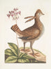 Urogallus minor - Mark Catesby — Ansicht des Kunstwerks