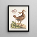Urogallus minor - Mark Catesby — gerahmtes Bild an der Wand
