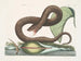 Vipère brune - Mark Catesby — Ansicht des Kunstwerks