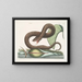 Vipère brune - Mark Catesby — gerahmtes Bild an der Wand