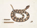 Vipère à queue de sonne - Mark Catesby — Ansicht des Kunstwerks