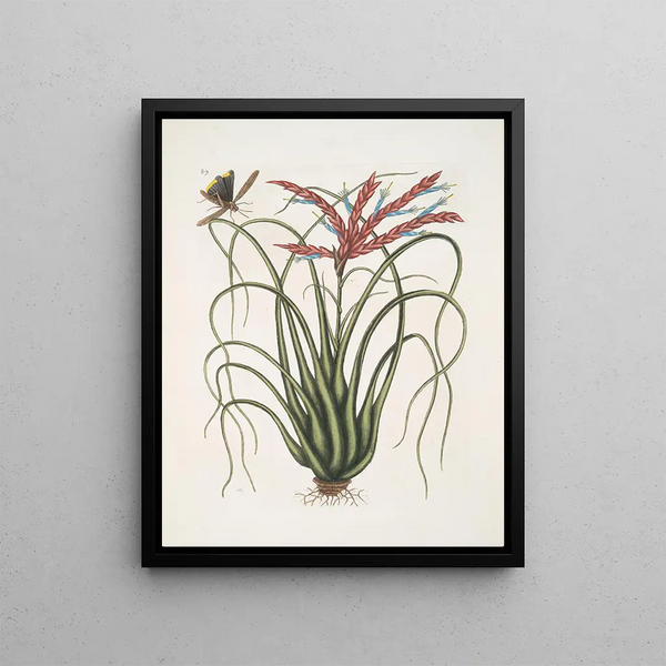 Mark Catesby - Viscum Caryophylloides c The Wild Pine Locusta Caroliniana.webp
