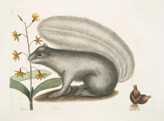 Mark Catesby - Viscum Sciurus The Grey FoxSquirrel.webp
