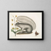 Viscum Sciurus, der graue Waschbär - Mark Catesby — gerahmtes Bild an der Wand