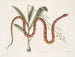 Viscum c. Anguis c. Der Weizenschlange - Mark Catesby — Ansicht des Kunstwerks