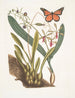 Viscum racine bulbeuse Viscum caryophyllodes c Papillio c - Mark Catesby — Ansicht des Kunstwerks