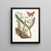 Viscum racine bulbeuse Viscum caryophyllodes c Papillio c - Mark Catesby — gerahmtes Bild an der Wand