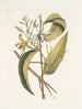 Volubilis silicosa Feuille de plantain mexicain Le Vanelloe - Mark Catesby — Ansicht des Kunstwerks
