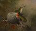 Zwei Bachstelzen in der Nähe ihres Nests - Martin Johnson Heade — Ansicht des Kunstwerks