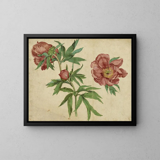 Martin Schongauer - Studies of Peonies.webp