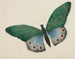 Schmetterling - Mary Altha Nims — Ansicht des Kunstwerks