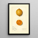 Citrus limon Bizarrie - Mary Daisy Arnold — gerahmtes Bild an der Wand