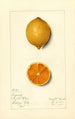 Citrus limon Bizarrie - Mary Daisy Arnold — Ansicht des Kunstwerks