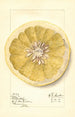 Citrus paradisi Patardia - Mary Daisy Arnold — Ansicht des Kunstwerks