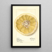 Citrus paradisi Patardia - Mary Daisy Arnold — gerahmtes Bild an der Wand
