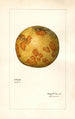 Citrus paradisi - Mary Daisy Arnold — Ansicht des Kunstwerks